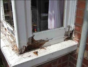 Typical sign of wood rot