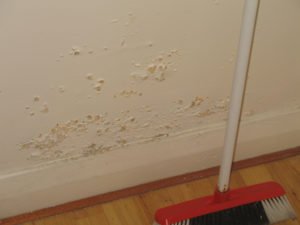 Image of cream wall with peeling paint indicating damp